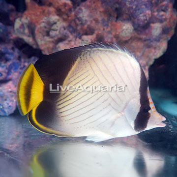Vagabond Butterflyfish