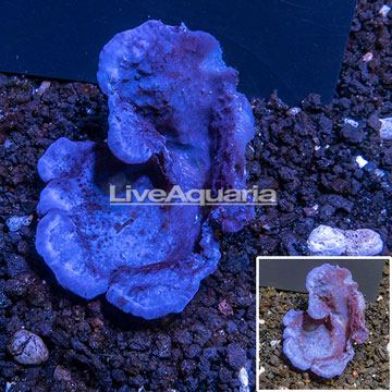 LiveAquaria® Cultured Blue Sponge