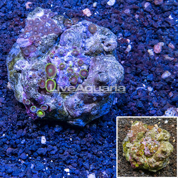 Zoanthus Coral Indonesia