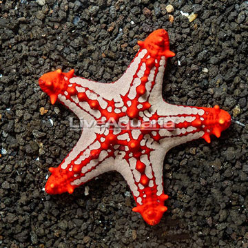 Knobby Red Sea Star 