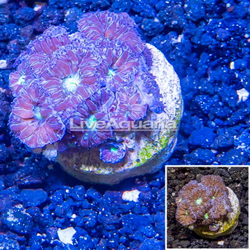LiveAquaria® Cultured Blastomussa Coral