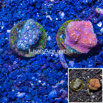 LiveAquaria® Cultured Echinophyllia aspera & Leptastrea Coral Combo