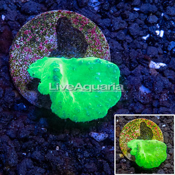 LiveAquaria® Cultured Cabbage Leather Coral 