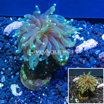 LiveAquaria® Cultured Torch Coral