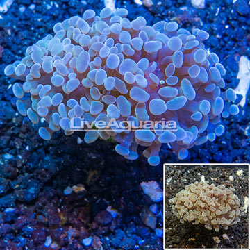 LiveAquaria® Cultured Hammer Coral