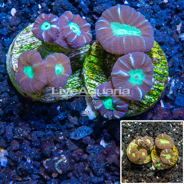 LiveAquaria® Two Pack Cultured Candy Cane Coral