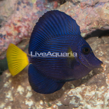 Purple Tang [Blemish]