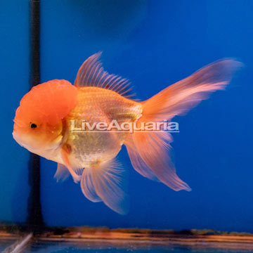 Oranda Goldfish