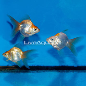Gold Ryukin Goldfish, Trio