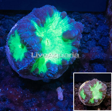 LiveAquaria® Cultured Blastomussa Coral