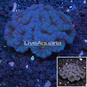 Acan Lord Coral Australia