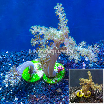 LiveAquaria® Two Pack Cultured Pineapple Tree Coral