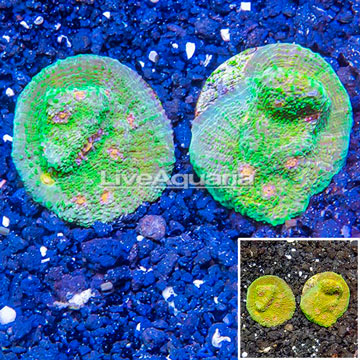 LiveAquaria® Two Pack Cultured Ultra Chalice Coral