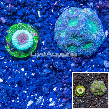 LiveAquaria® Two Pack Cultured Goniastrea Brain Coral