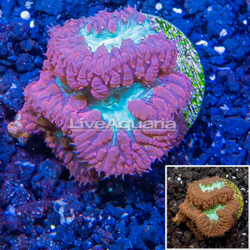 LiveAquaria® Cultured Blastomussa Coral