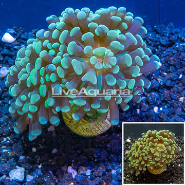 LiveAquaria® Cultured Hammer Coral