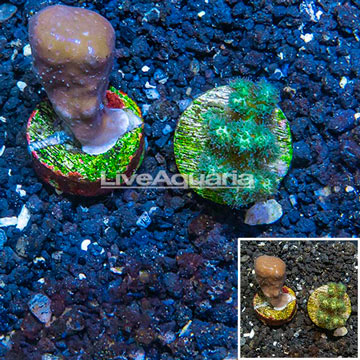 LiveAquaria® Two Pack Cultured Blue Ridge Coral and Pocillopora Coral