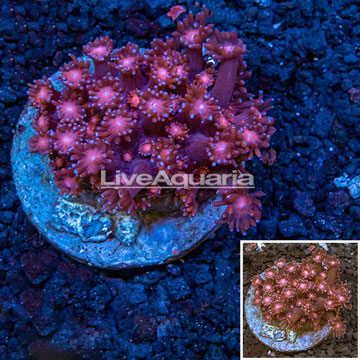 Goniopora Coral Indonesia 