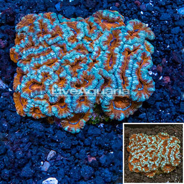 Acan Lord Coral Australia