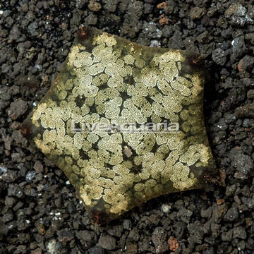 Pillow Sea Star