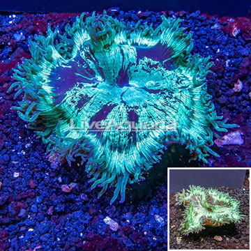 Elegance Coral Australia