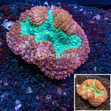 Lobed Brain Coral Australia