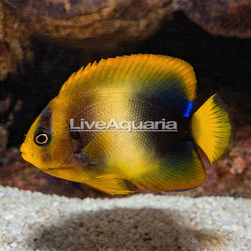 African Angelfish