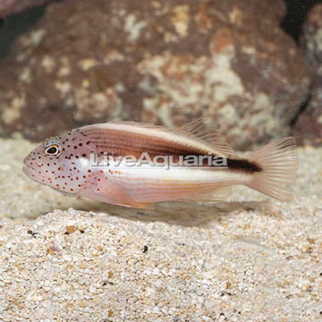 Freckled Hawkfish
