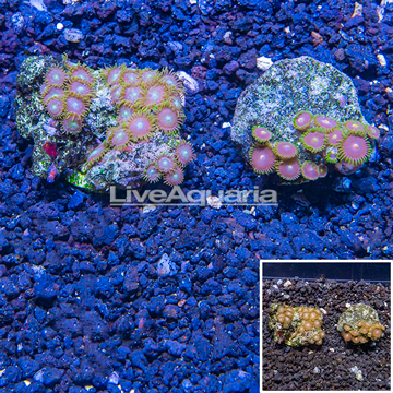 Zoanthus Coral Indonesia