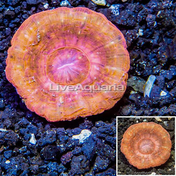 Scolymia Coral Australia