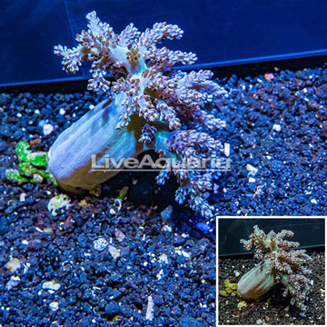 LiveAquaria® XL Cultured Pineapple Tree Coral