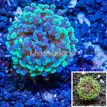 LiveAquaria® Cultured Hammer Coral