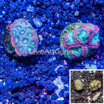 LiveAquaria® Two Pack Cultured Red and Green War Coral and Favia Coral