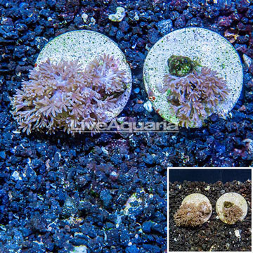 LiveAquaria® Two Pack Cultured Xenia Coral