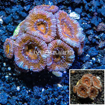 LiveAquaria® Cultured Acan Lord Coral