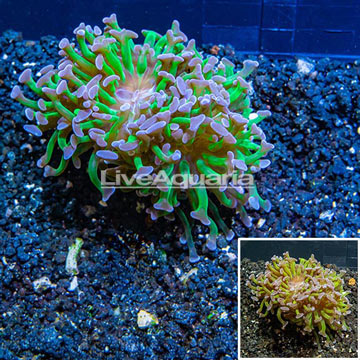 LiveAquaria® Cultured Hammer Coral