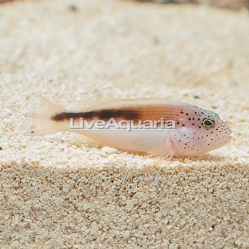 Freckled Hawkfish