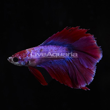 Red and Purple Doubletail Betta, Male