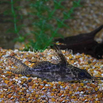 High-fin Syndodontis Catfish