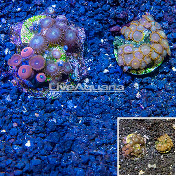 Two Pack Zoanthus Coral Indonesia