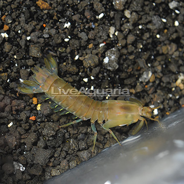 Blue Leg Mantis Shrimp 