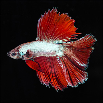 Red/Silver Doubletail Betta, Male