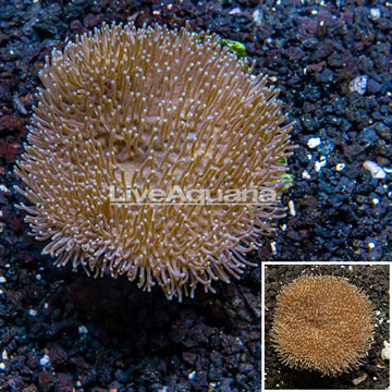 Toadstool Leather Coral Indonesia