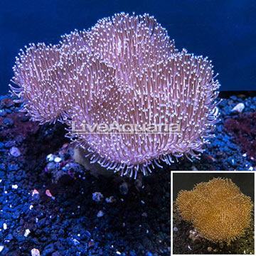 Toadstool Leather Coral Indonesia