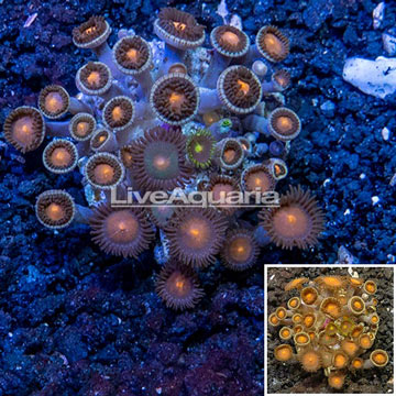 Zoanthus Coral Indonesia 