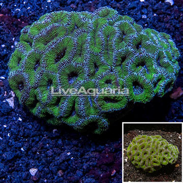  Acan Lord Coral Australia