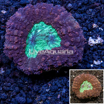 Lobed Brain Coral Australia