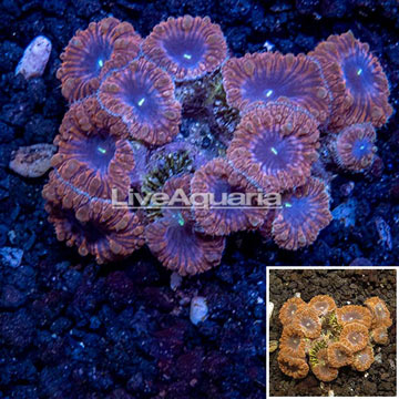 Blastomussa Wellsi Coral Australia