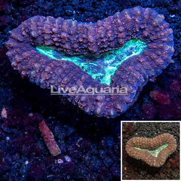  Lobed Brain Coral Australia