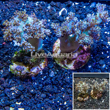 LiveAquaria® Two Pack Cultured Pineapple Tree Coral